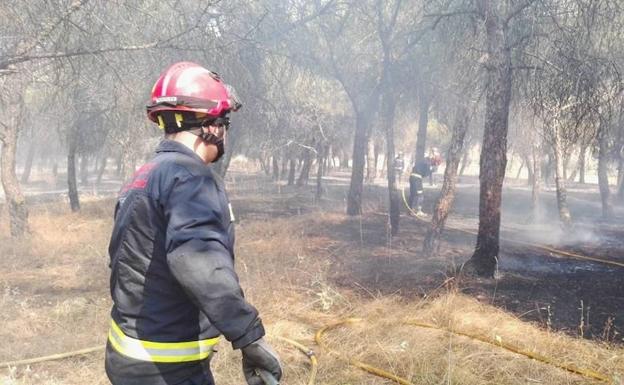 Zona de pinar afectada por el incendio junto al Barrio de las Flores.