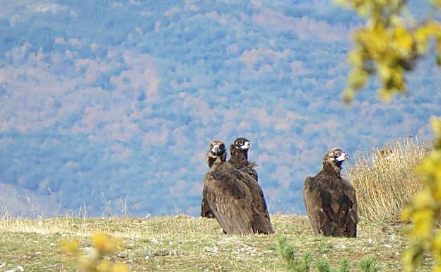 El proyecto está intentando reintroducir buitres negros en La Demanda.