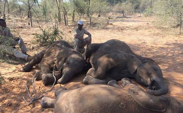 Guarda forestal con algunos de los elefantes muertos sin colmillos.