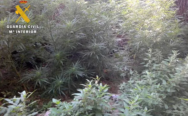 Una de las plantaciones que ha descubierto recientemente la Guardia Civil en Valle de Tobalina.