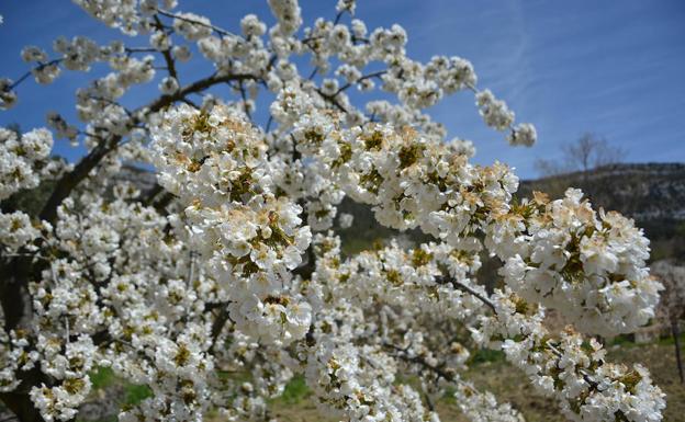 La floración de los cerezos es un espectáculo natural. 