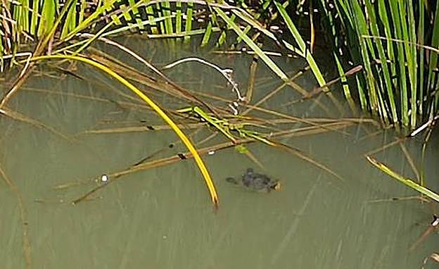 Una tortuga nada el 14 de septiembre bajo el Puente Mayor de Palencia.