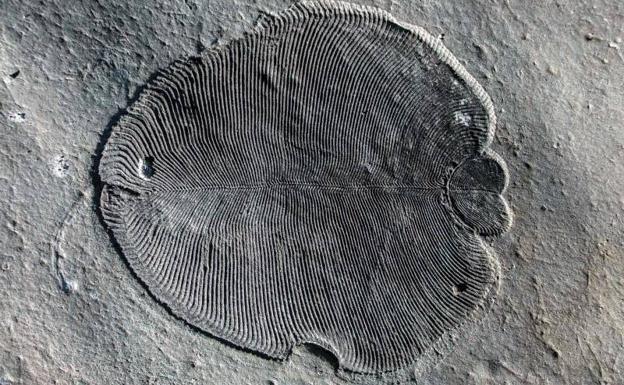 Dickisonia, el animal más antiguo de la Tierra