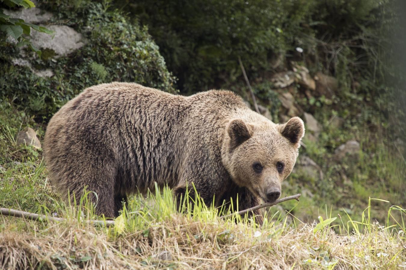 Oso Pardo Cantábrico.