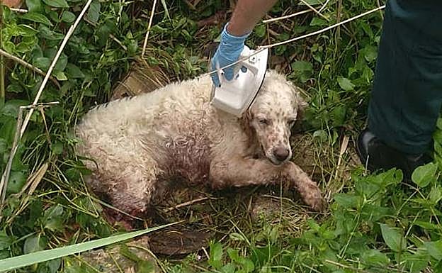 Lectura de microchip en un perro. 