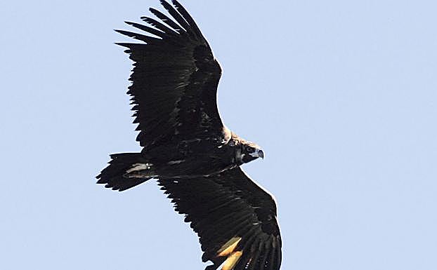 Con la suelta de 16 buitres negros se culmina la segunda liberación de la especie en la Sierra de la Demanda
