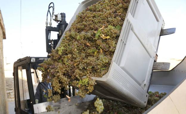 Vendimia en la bodega Remigio Salas de Dueñas, Palencia, de la DO Cigales. 