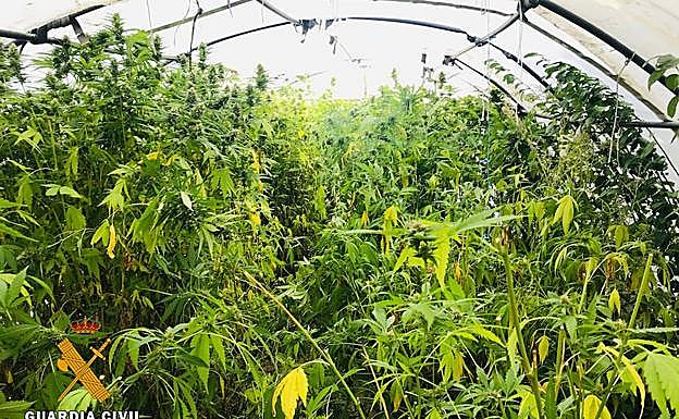 La plantación, antes de ser aprehendida por los agentes.