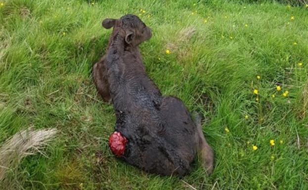 Ataques de lobos en una explotación ganadera en Ávila. 