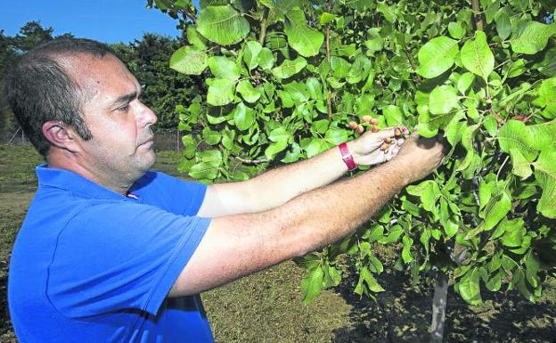 Hugo Martín muestra los pistachos que cultiva en la finca de Zamadueñas destinados a la investigación.