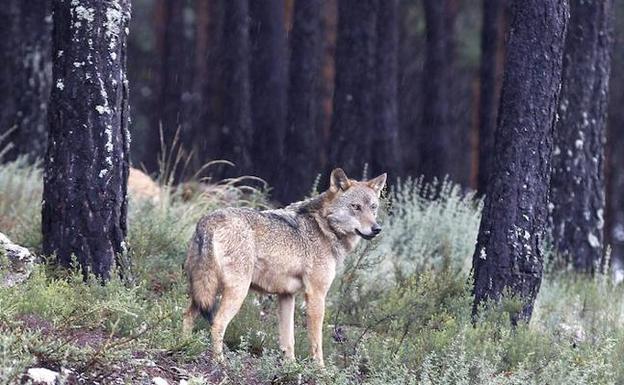 Un lobo en las instalaciones de Robledo.