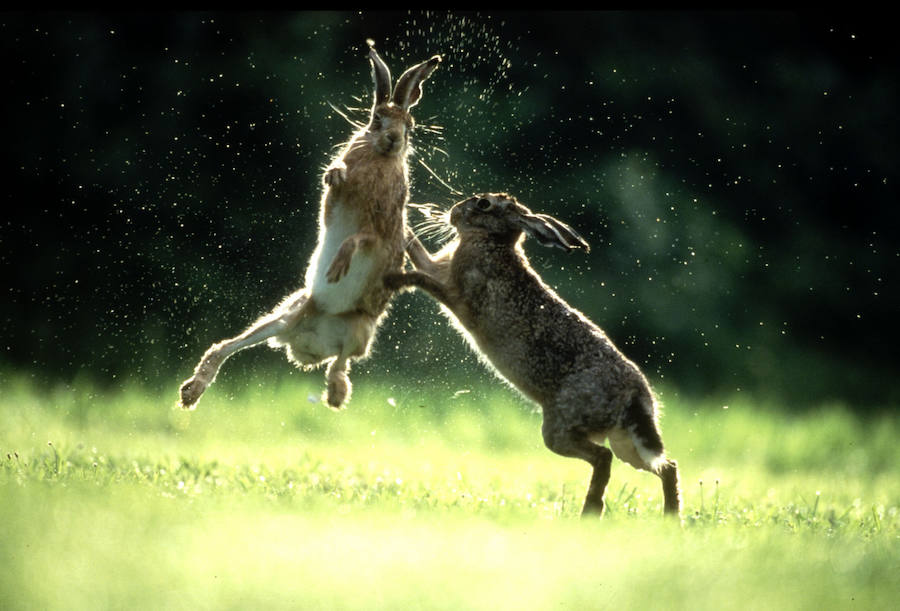 La mixomatosis llega a una liebre burgalesa. 