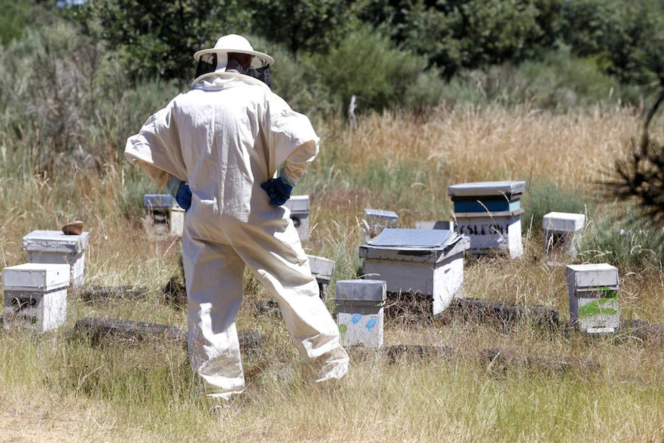 Aunque el número de colmenas es casi idéntico al del año anterior, en 2017 se produjeron descensos en la producción de miel de forma generalizada en la Comunidad, salvo en Burgos y Segovia.