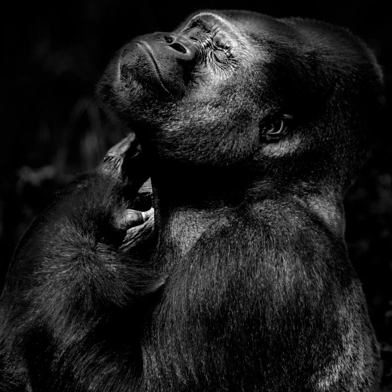 El Museo de la Evolución Humana inaugura una nueva exposición fotográfica
