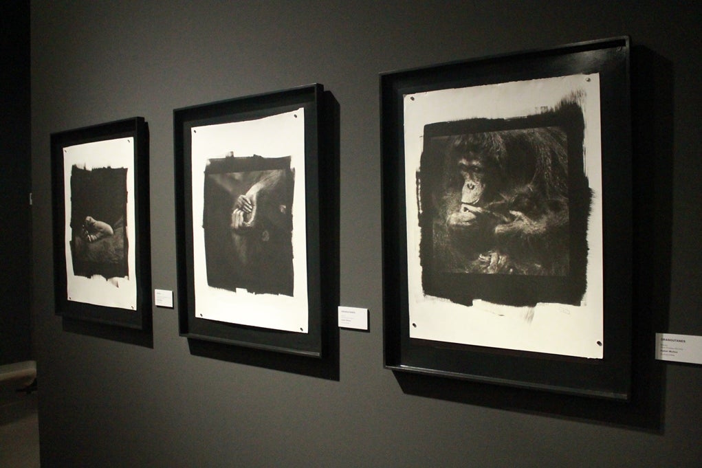 El Museo de la Evolución Humana inaugura una nueva exposición fotográfica