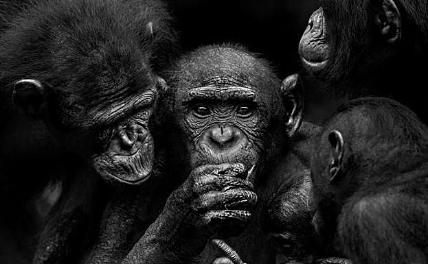 La exposición ya puede visitarse. 