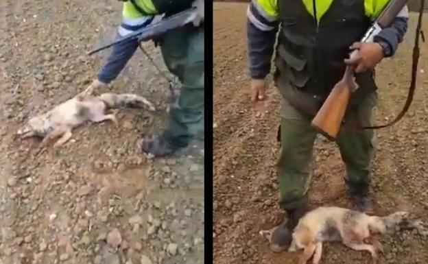 Un cazador pisotea y golpea hasta la muerte a un zorro
