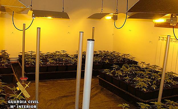 Plantas de marihuana en el interior de una de las habitaciones. 