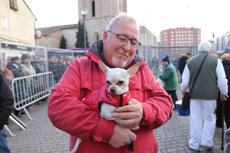 Fotos: En imágenes, la bendición de los animales de San Antón