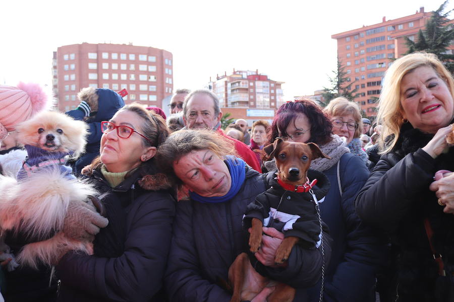 Fotos: En imágenes, la bendición de los animales de San Antón