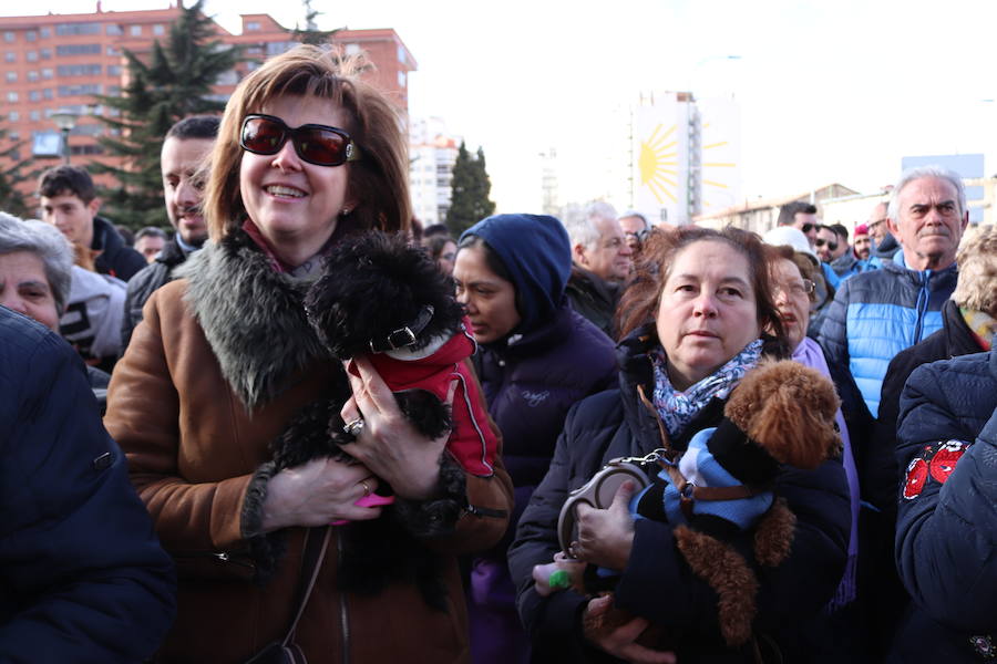 Fotos: En imágenes, la bendición de los animales de San Antón