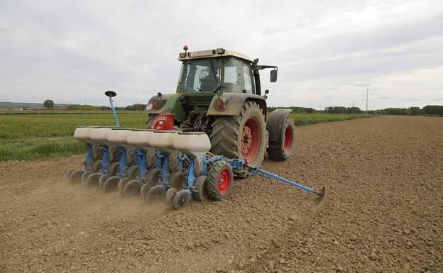 Los agricultores siembran girasoles con un tractor en Ribas de Campo, Palencia.