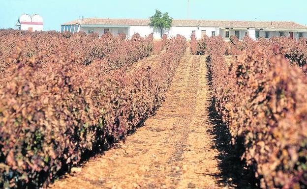 Viñas del Llano de Santiago de la Bodega Tinto Pesquera, en Pesquera de Duero (Valladolid). 