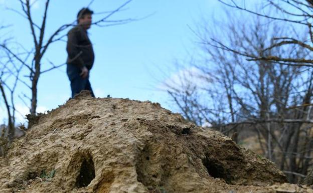  El agricultor Jesús Carranza, sobre una zona dañada por los conejos. 