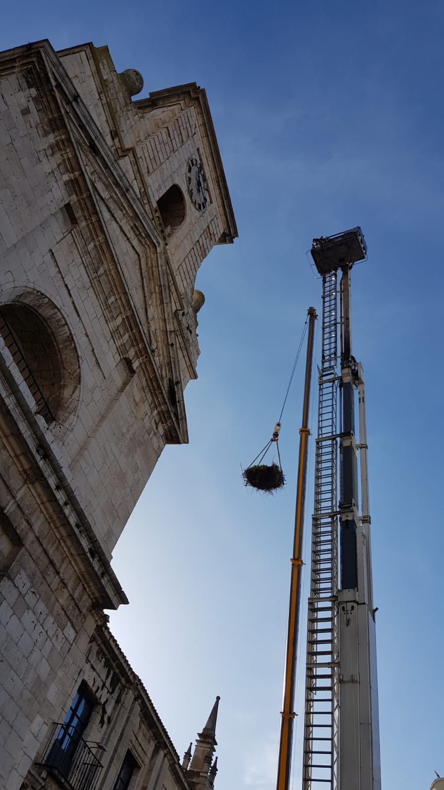 Imagen secundaria 2 - La cigüeña del Monasterio de San Juan se muda