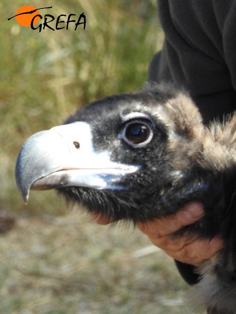 Fotos del trabajo de la ING conservacionista GREFA en la provincia de Burgos. El proyecto Monachus se desarrolla en Huerta de Arriba donde se quiere reintroducir el buitre negro. En VIllafruela se lucha contra la plaga de topillos con aves rapaces depredadoras.