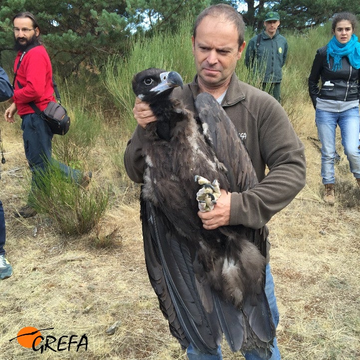 Fotos del trabajo de la ING conservacionista GREFA en la provincia de Burgos. El proyecto Monachus se desarrolla en Huerta de Arriba donde se quiere reintroducir el buitre negro. En VIllafruela se lucha contra la plaga de topillos con aves rapaces depredadoras.