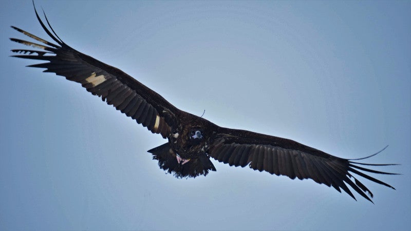 Fotos del trabajo de la ING conservacionista GREFA en la provincia de Burgos. El proyecto Monachus se desarrolla en Huerta de Arriba donde se quiere reintroducir el buitre negro. En VIllafruela se lucha contra la plaga de topillos con aves rapaces depredadoras.