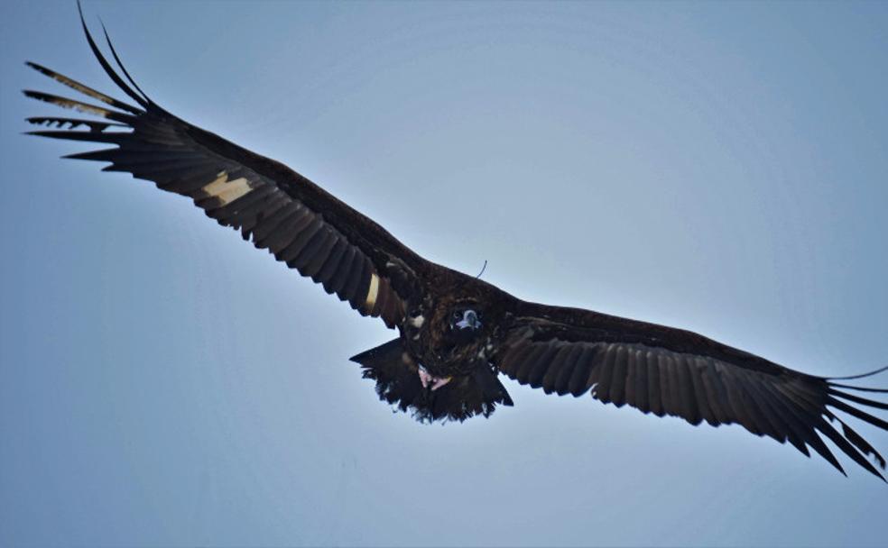 Uno de los buitres negros liberados en Huerta de Arriba vuela sobre la Sierra de la Demanda. 