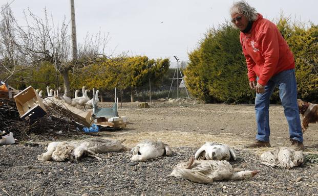 Miguel Espinosa muestra algunas de las ocas muertas.