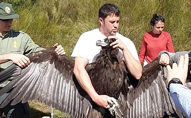 Ejemplar de buitre negro antes de ser introducido a la jaula de aclimatación. 