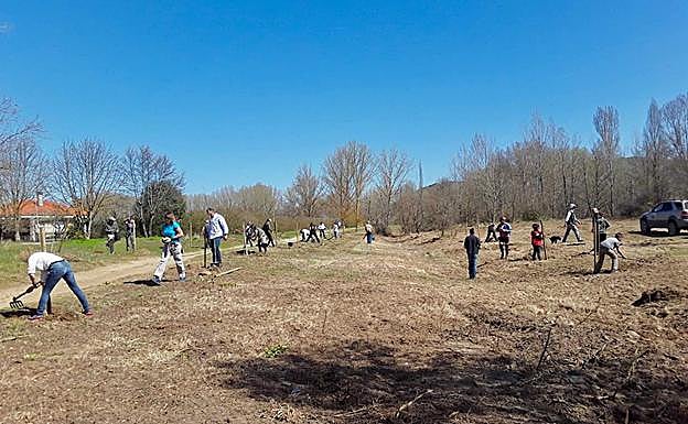 Los voluntarios plantando árboles en la zona de Villacobos. 