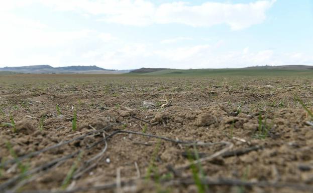 Campo dañado por los conejos en Castilla y León.