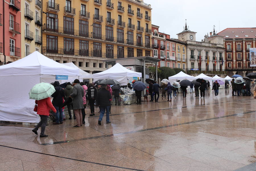 El tiempo ha marcado el desarrollo de la celebración del Día del Libro en Burgos. La afluencia por la mañana ha sido baja por culpa de la lluvia, pero por la tarde ha mejorado el tiempo y los puestos han recibido a un gran número de curiosos.