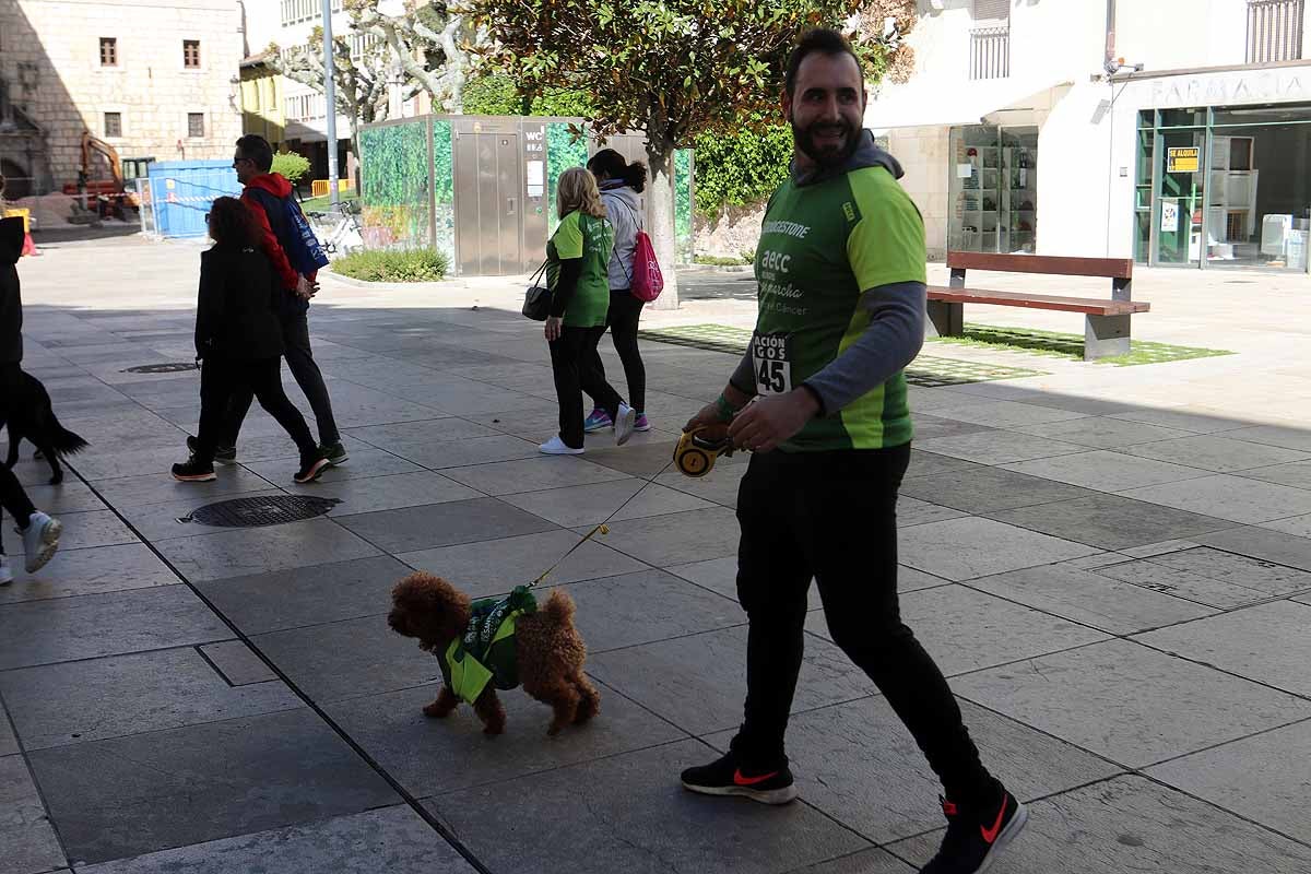 Miles de burgaleses participan en la I Marcha Contra el Cáncer de Burgos, que agota los dorsales