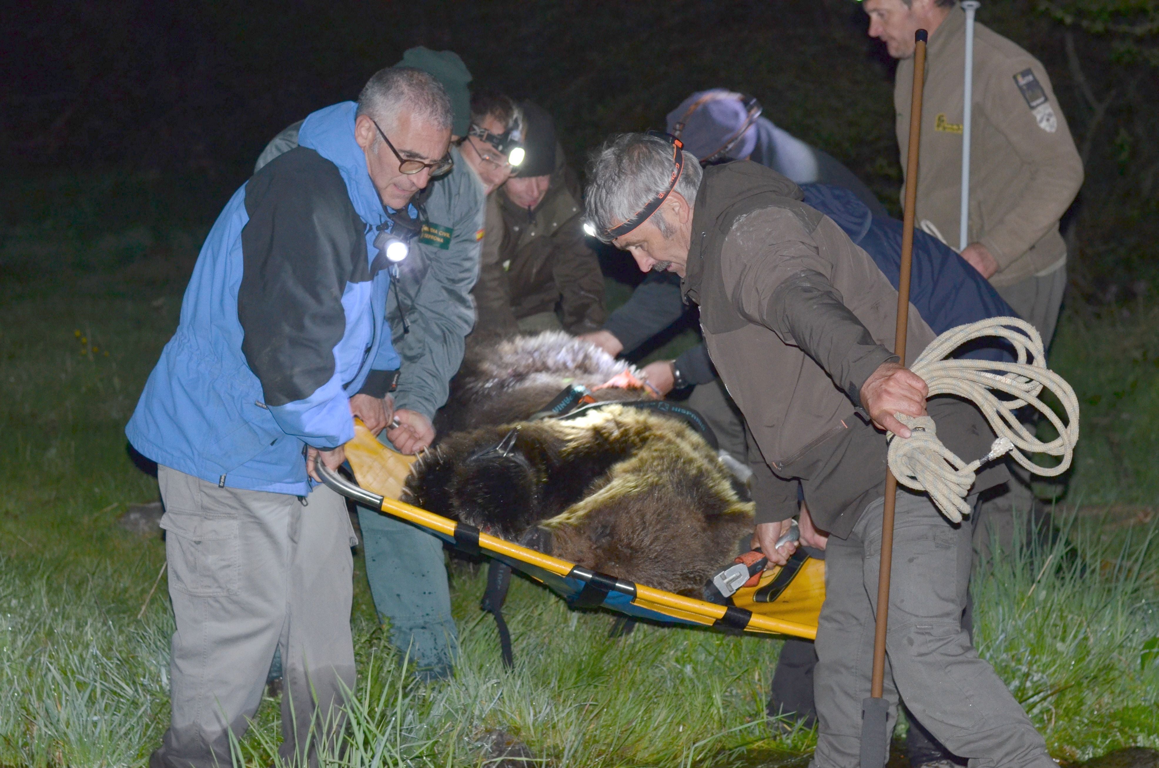 Fotos: Hallan un oso pardo en la localidad berciana de Palacios del Sil