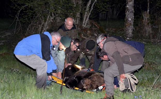 Rescate del oso en Palacios del Sil.