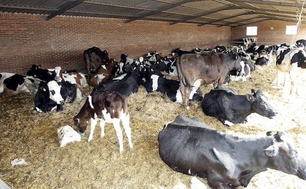 Interior de una explotación de vacuno de leche.