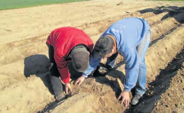 Dos agricultores observan la profundidad de la patata en un campo de Cantalapiedra, Salamanca. 