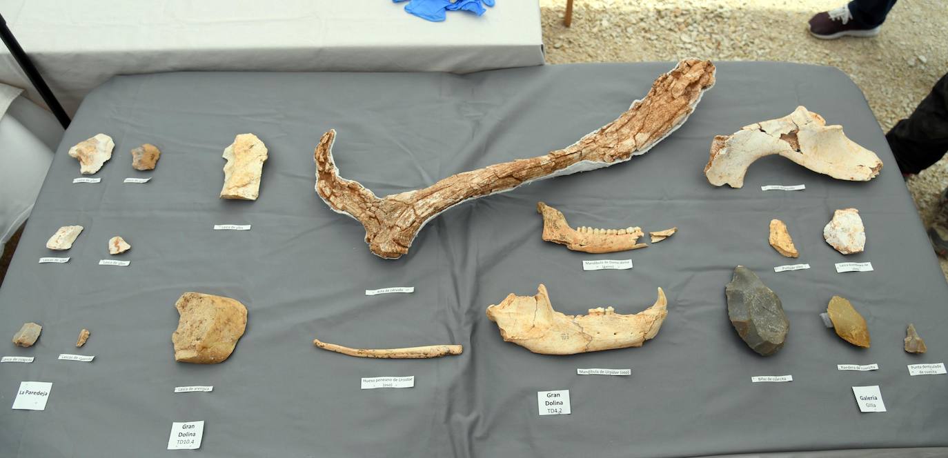 La campaña de excavaciones de los yacimientos burgaleses de la Sierra de Atapuerca ha concluido con nuevos hallazgos atribuidos a neandertales en el yacimiento de Cueva Fantasma, que confirman la confluencia de hasta cuatro especies humanas en el enclave, según se ha puesto de manifiesto durante el balance de los trabajos estivales.