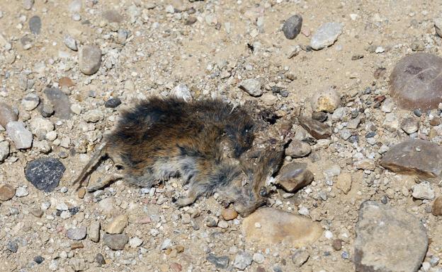 Ya son once los casos de tularemia registrados en Palencia