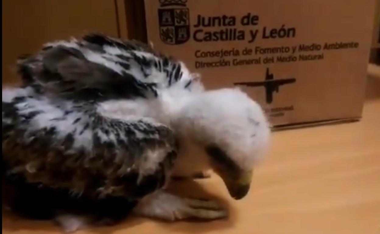 El pollo de águila calzada se recupera en el CRAS de Albillos. 