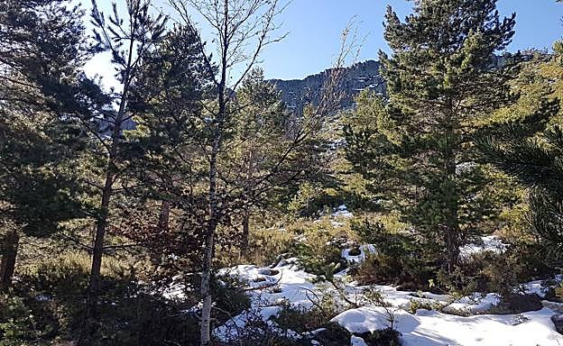 Imagen de archivo de un pinar. 