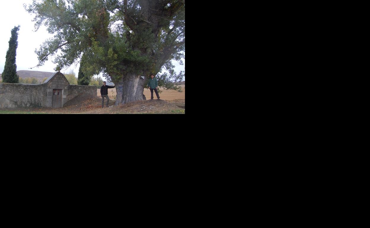 Uno de los árboles singulares de la provincia burgalesa. 