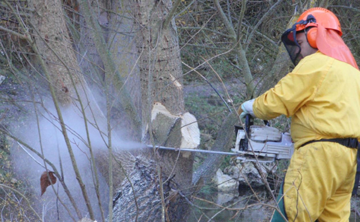 Trabajador forestal