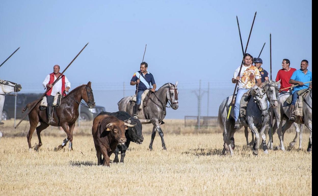 Un grupo de jinetes en el encierro campestre de Cantalejo. 